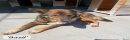 Mixed Breed dogs for adoption: Basil, approx 10 yrs. Available for adoption. - Advert 2