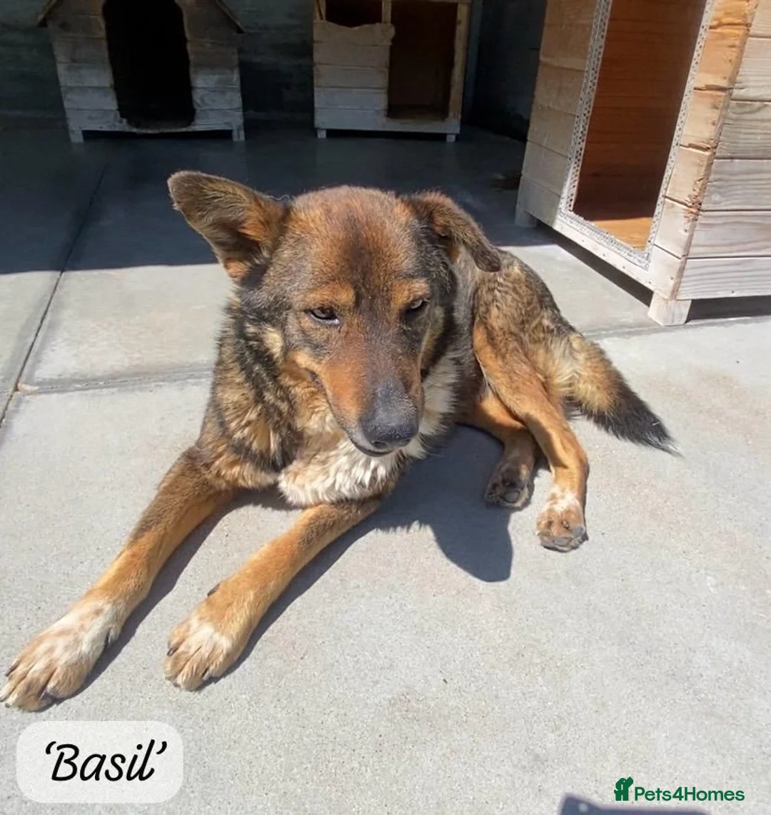Mixed Breed dogs for adoption: Basil, approx 10 yrs. Available for adoption. - Advert 2