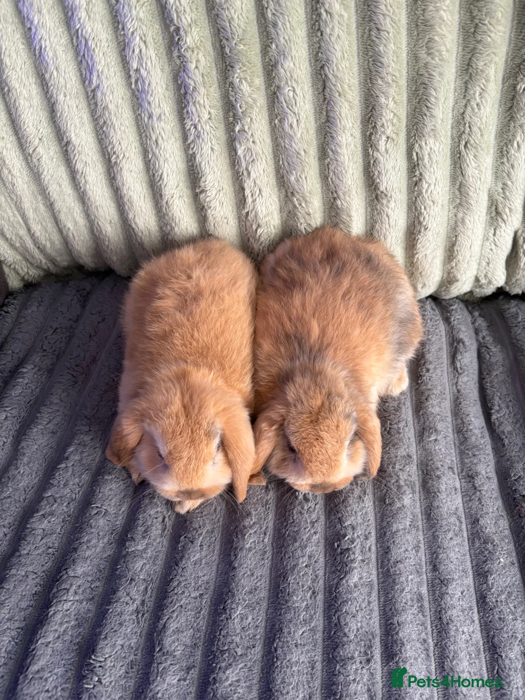 Mini Lop rabbits for sale: 💙🩷 Beautiful Pure Bred Mini Lop Bunnies 🩷💙 - Advert 5