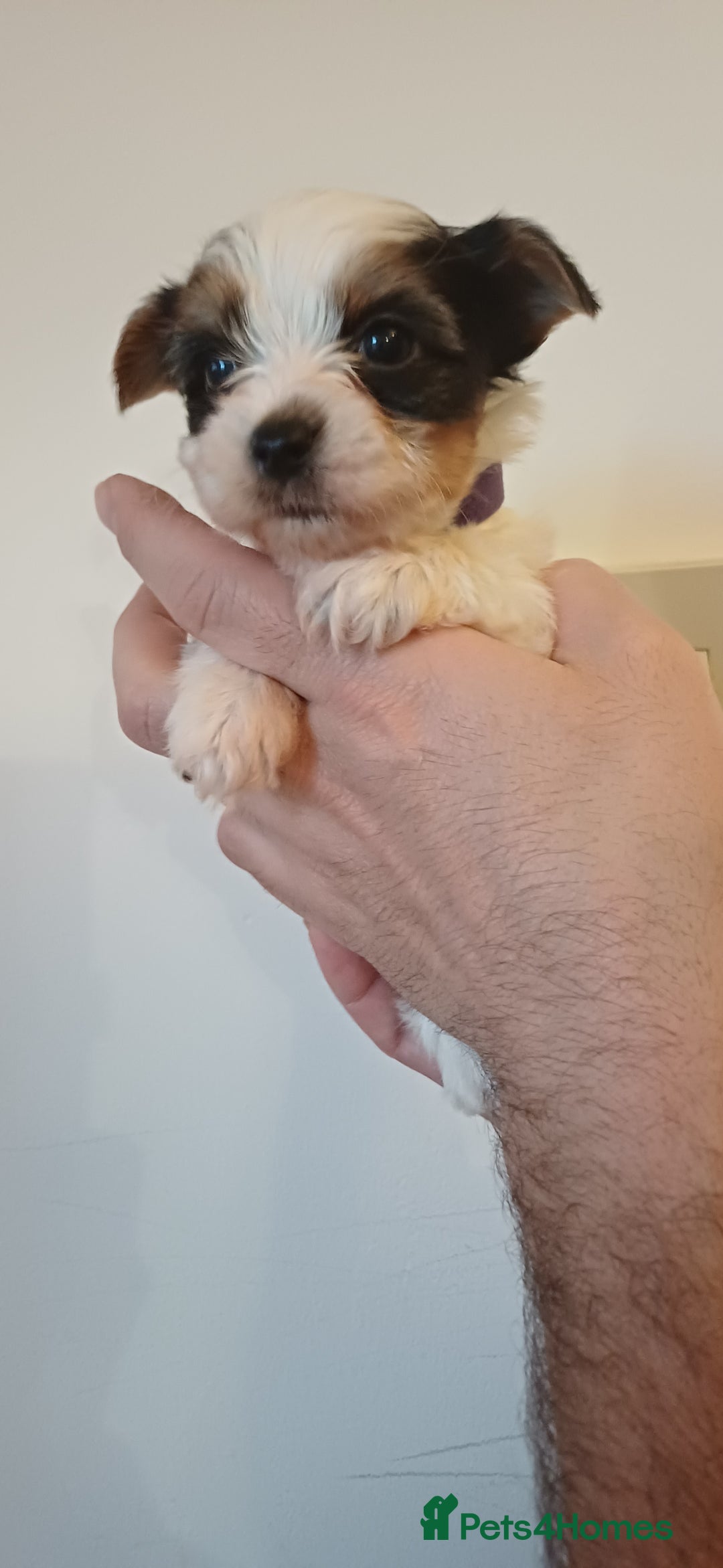 Yorkshire Terrier dogs for sale: 100% Biewer yorkshire-terrier Pedigree  - Advert 12