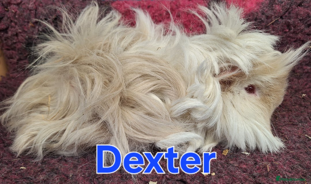 Guinea Pig rodents for sale: Adult lunkarya boar Guinea pig - Image 2