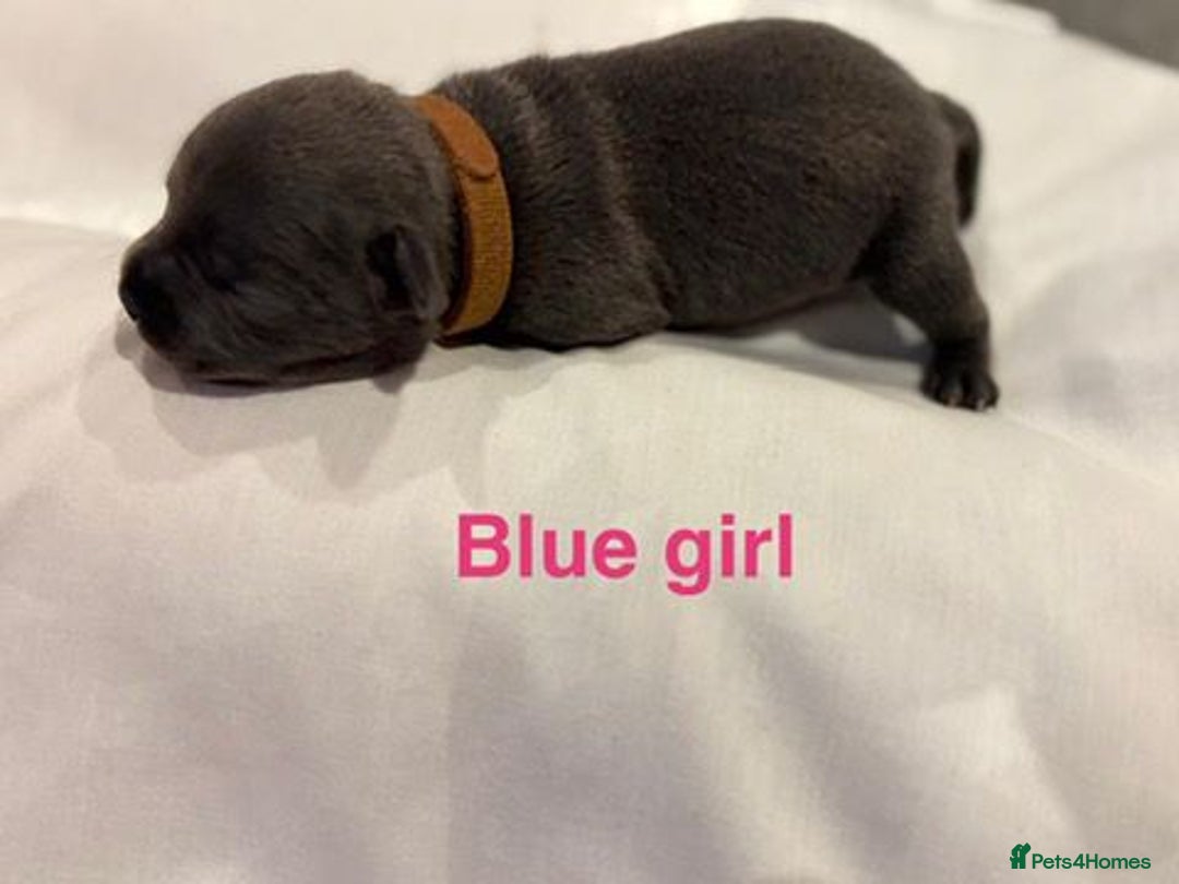 Staffordshire Bull Terrier dogs for sale: Champion Bloodline Stafforshire Bull Terrier Pups - Advert 12