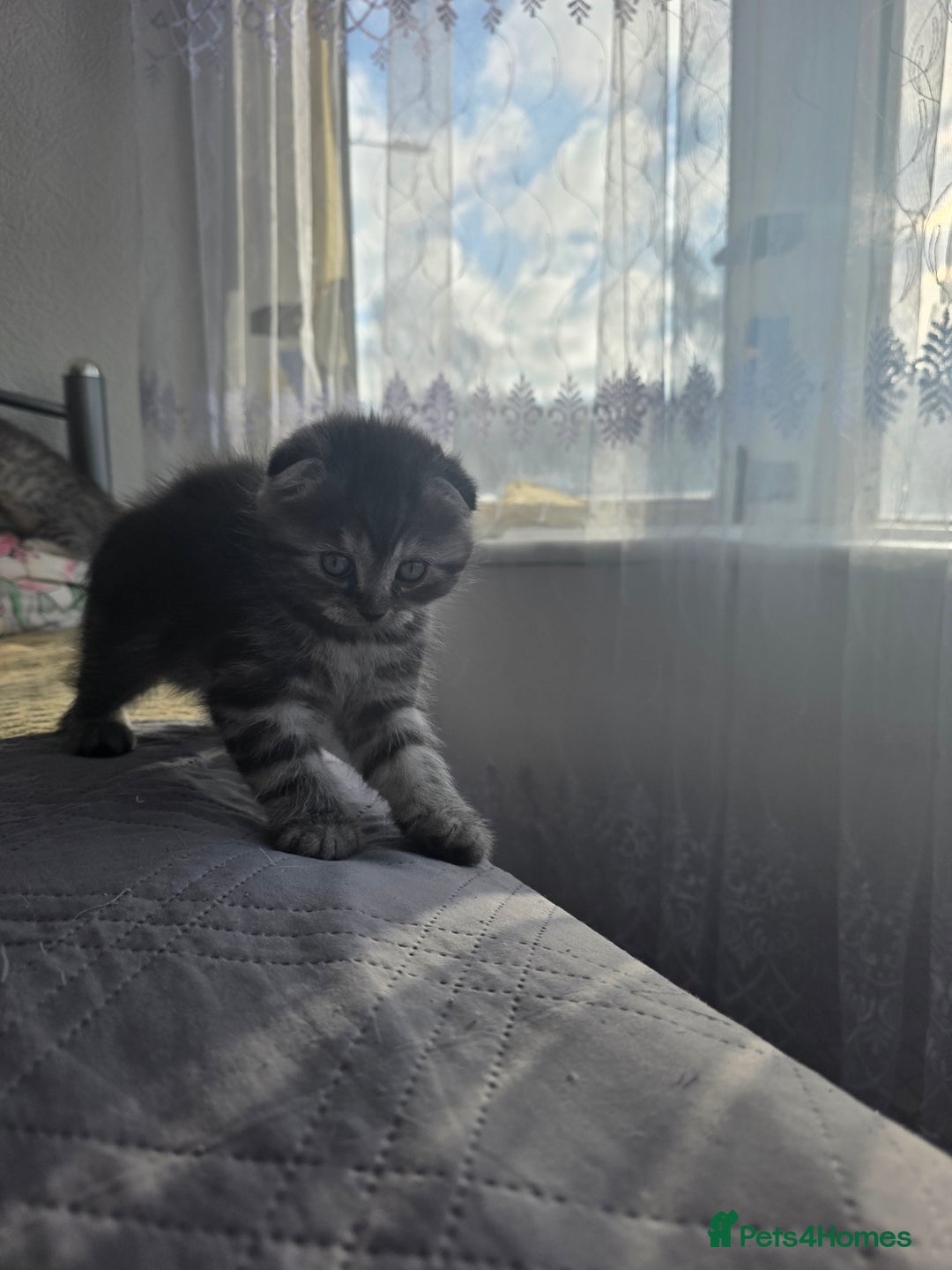 Scottish Fold cats for sale: Tabby Scottish Fold Kittens - Advert 16