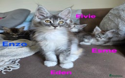 Maine Coon cats for sale: Rare Pure Breed Mainecoons - Image 9