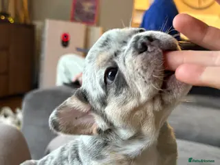 French Bulldog dogs FRENCH-BULLDOG LITTER - MERLE ❤️🔥 - Advert 3