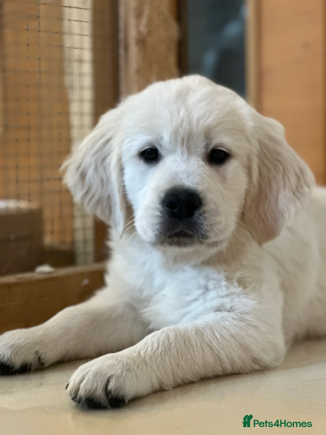 Golden Retriever dogs for stud: STUD KC FULLY HEALTH TESTED PROVEN TRAMIN IMPORT  in Blackpool - Advert 21