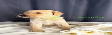 Labrador Retriever 4
