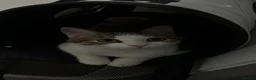 Domestic Shorthair cats for sale: 5 month old cat in Belfast - Advert 1