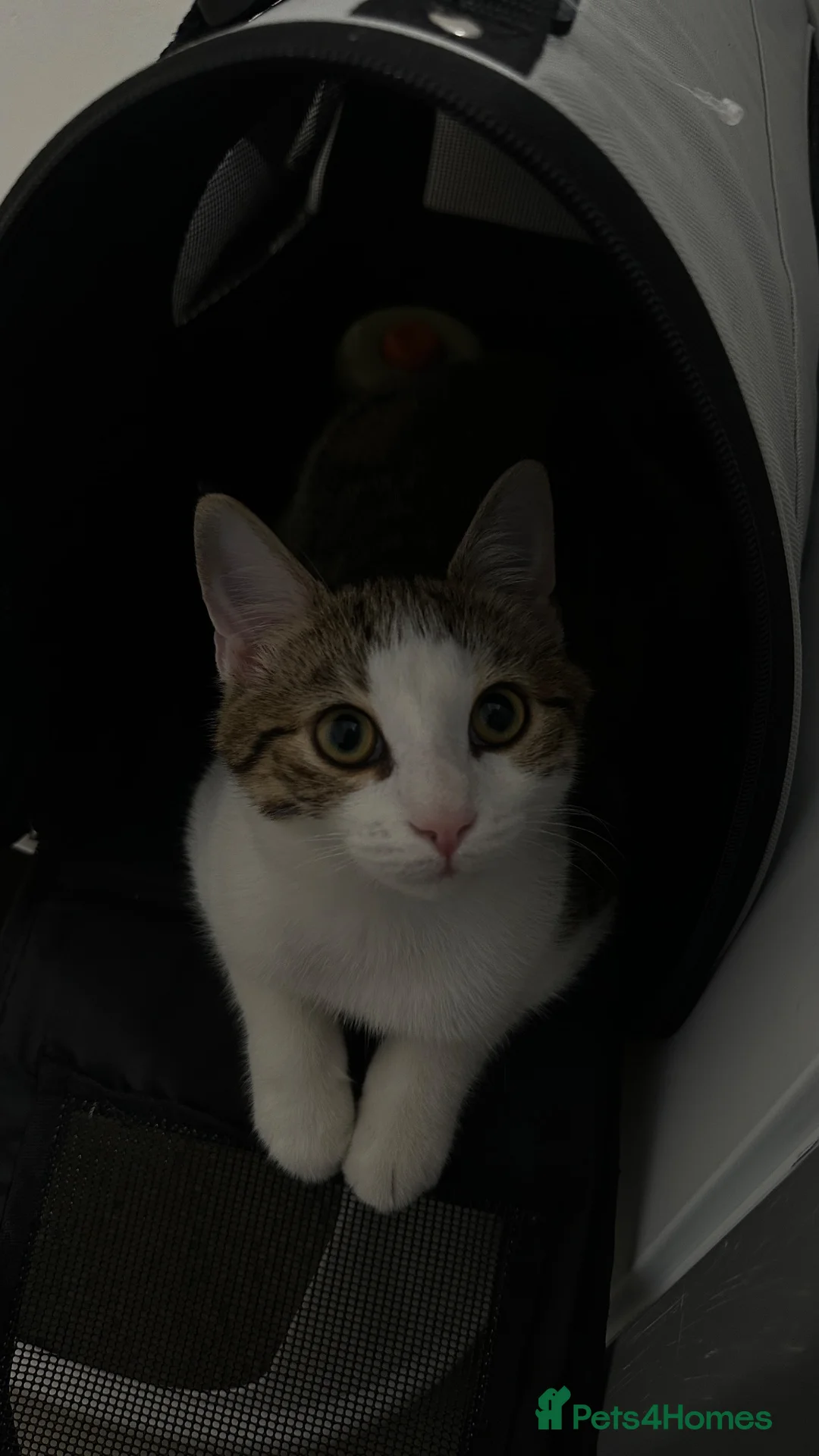 Domestic Shorthair cats for sale: 5 month old cat in Belfast - Advert 1