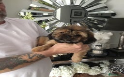 Shih Tzu dogs for sale: Tiny Imperial Shihtzu  Puppies  - Image 19