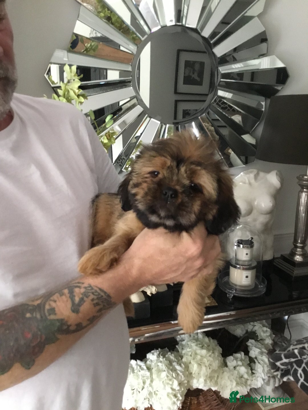 Shih Tzu dogs for sale: Tiny Imperial Shihtzu  Puppies  - Image 19