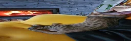 Savannah cats for sale: Lovely Two savannah F5 female pair  - Advert 3