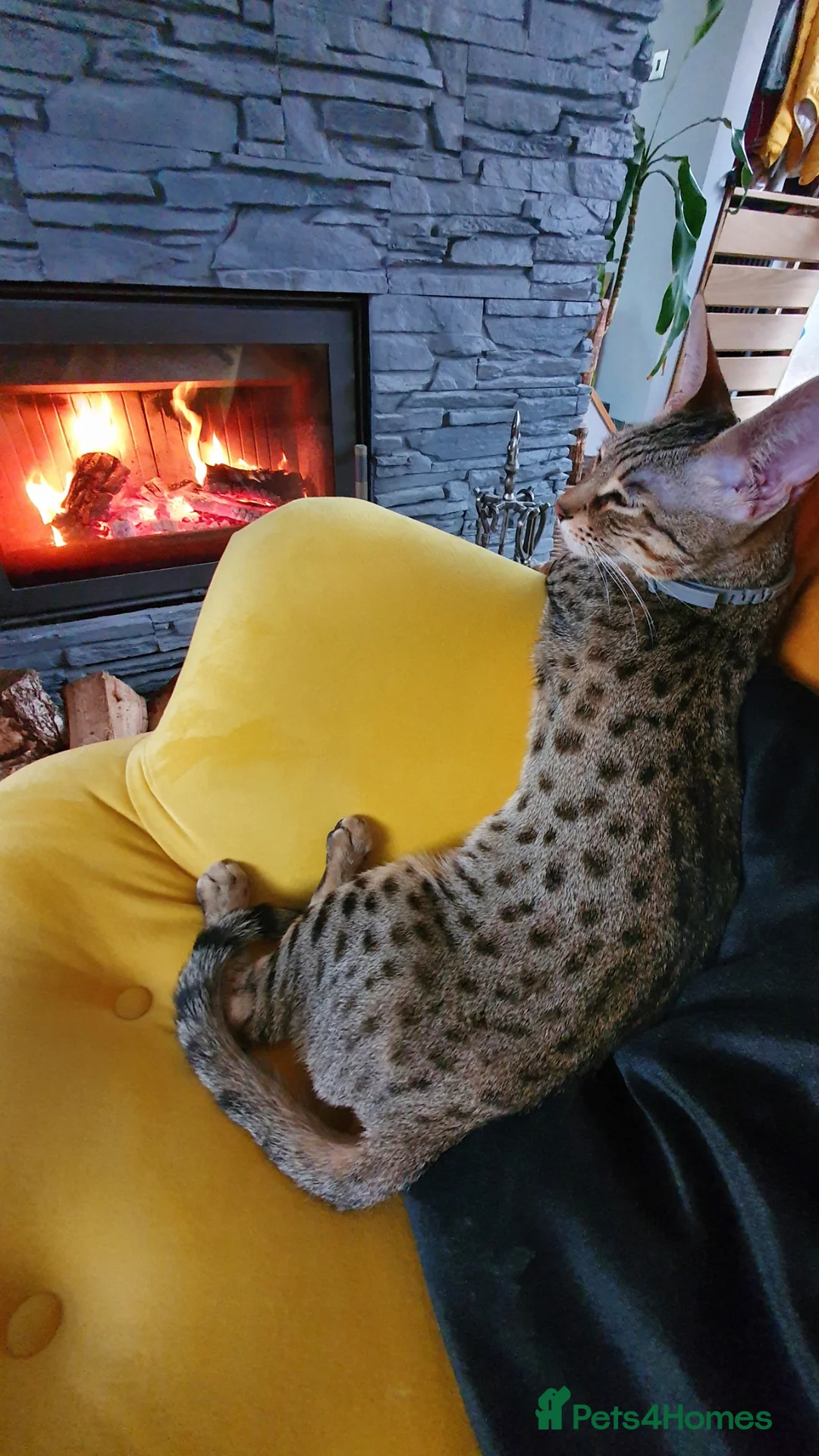 Savannah cats for sale: Lovely Two savannah F5 female pair  - Advert 3