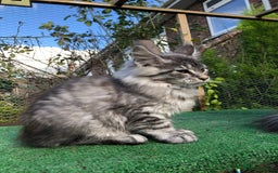 Maine Coon cats for sale: Maincoon boys ready now 1 left - Image 3