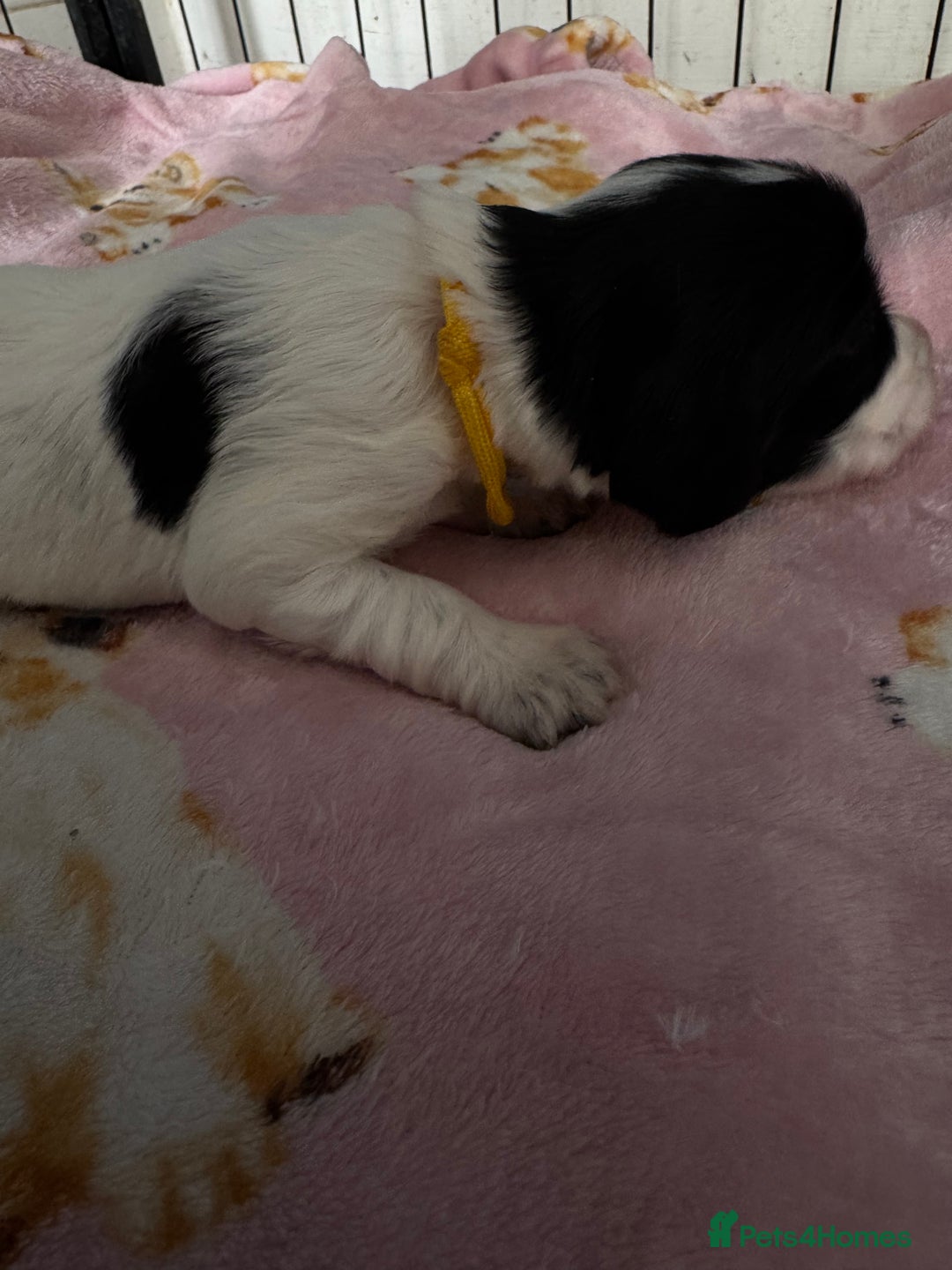Sprocker dogs for sale: Beautiful Sprocker spaniel puppies ALL GIRLS - Image 19