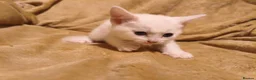 Mixed Breed cats for sale: Beautiful mixed breed kittens  - Advert 7