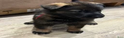 German Shepherd dogs for sale: ELITE KC REG CZECH WORKING LINE GSD PUPPIES 🏆 - Advert 3