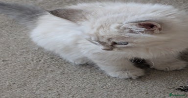 Siberian cats - Advert 1