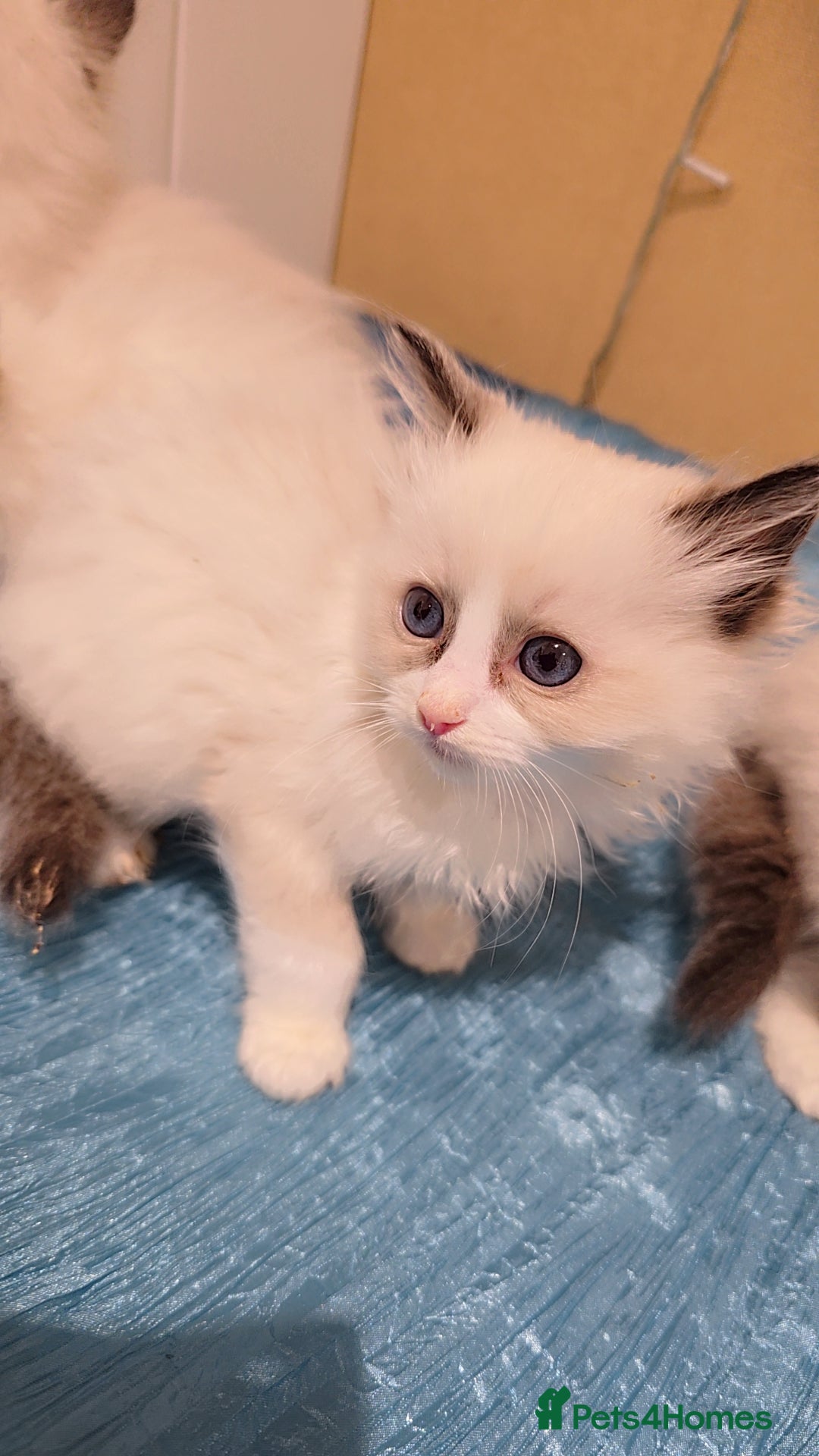 Ragdoll cats for sale: TICA REGISTERED KITTENS/Active - Advert 22