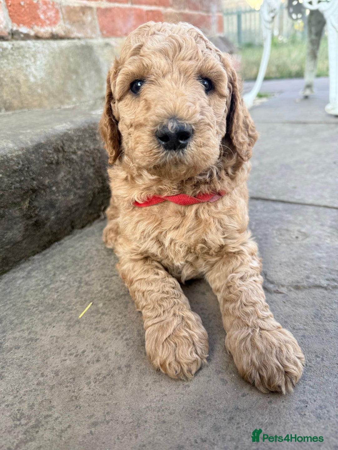 Irish Doodle dogs for sale: 6 beautiful F1b Irish Doodle puppies ❤️🐶 - Image 6