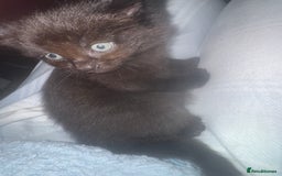 Mixed Breed cats for sale: Main coon mix kittens - Image 12