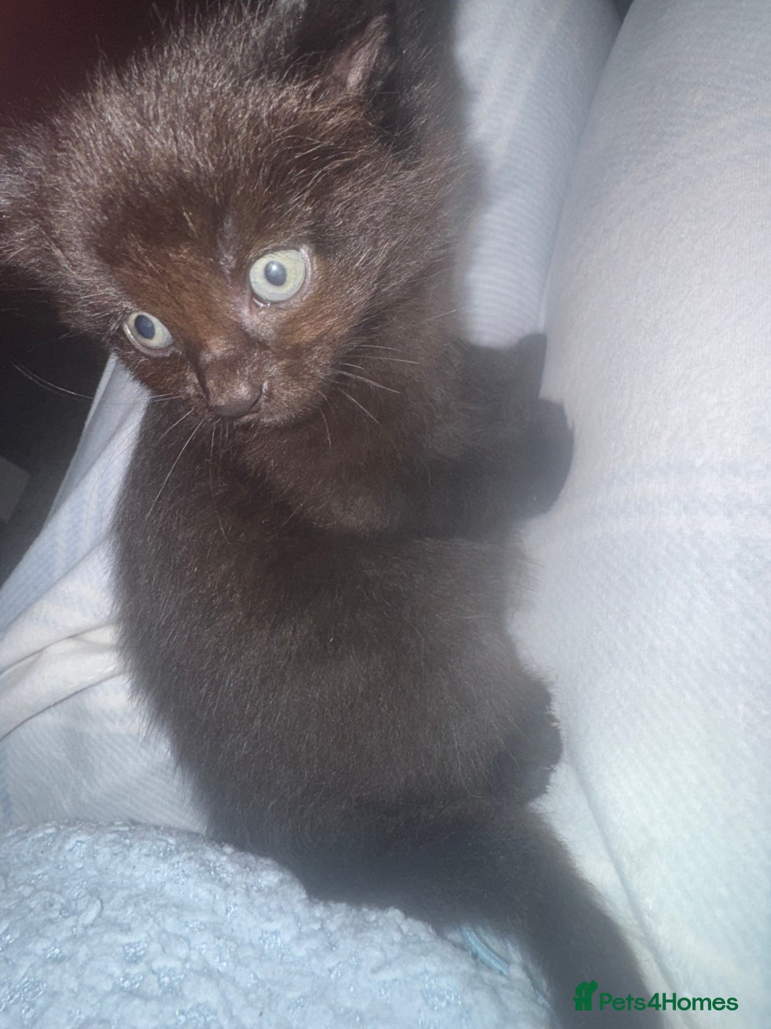 Mixed Breed cats for sale: Main coon mix kittens - Image 12