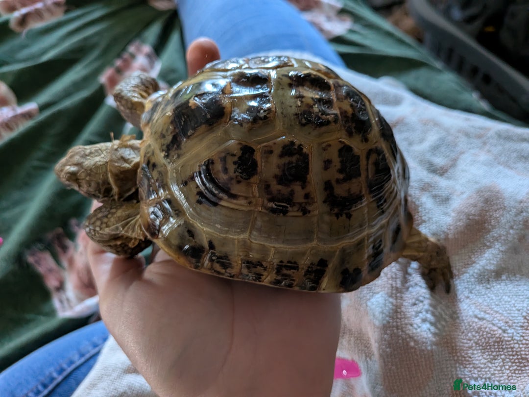 Tortoise reptiles for sale: Bonded pair of tortoises (male and female) - Image 4