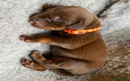 Dobermann dogs for sale: KC REGISTERED DOBERMAN PUPS - Image 9