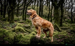 Golden Retriever dogs for sale: 🐾 Ready Soon!! KC Golden Retriever Male Puppies - Image 6