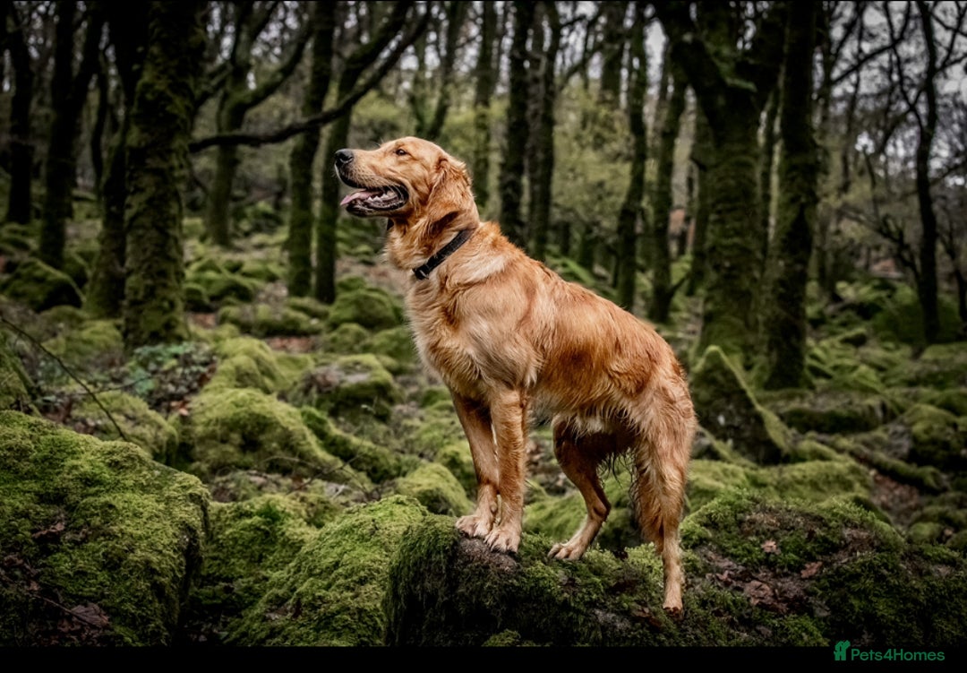 Golden Retriever dogs for sale: 🐾 Ready Soon!! KC Golden Retriever Male Puppies - Image 6