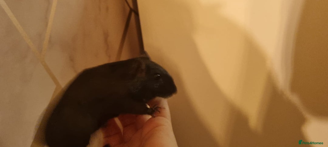 Gerbil rodents for sale: 2 gerbils - Advert 8