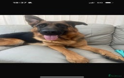German Shepherd dogs for sale: 1 Year Old German Shepherd Females - Image 2