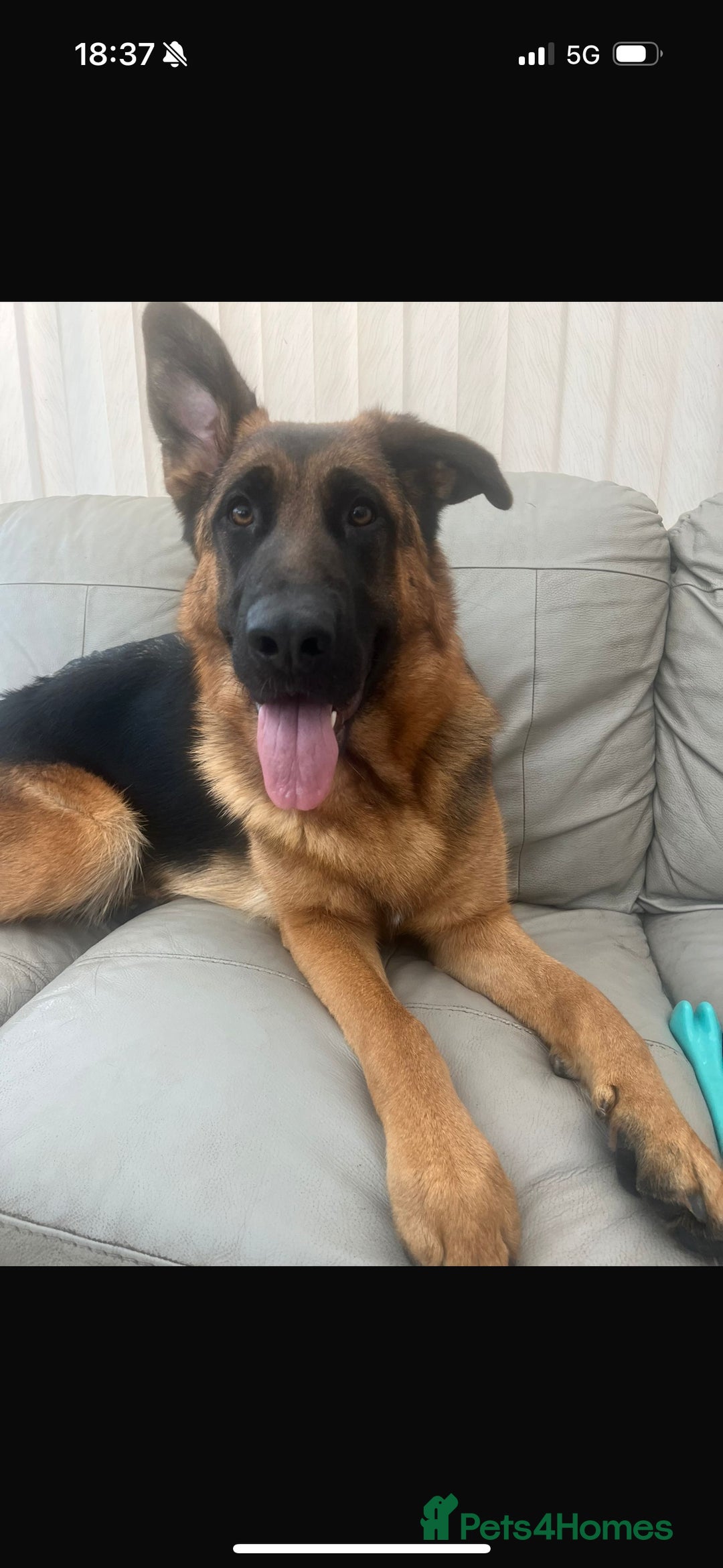German Shepherd dogs for sale: 1 Year Old German Shepherd Females - Image 2