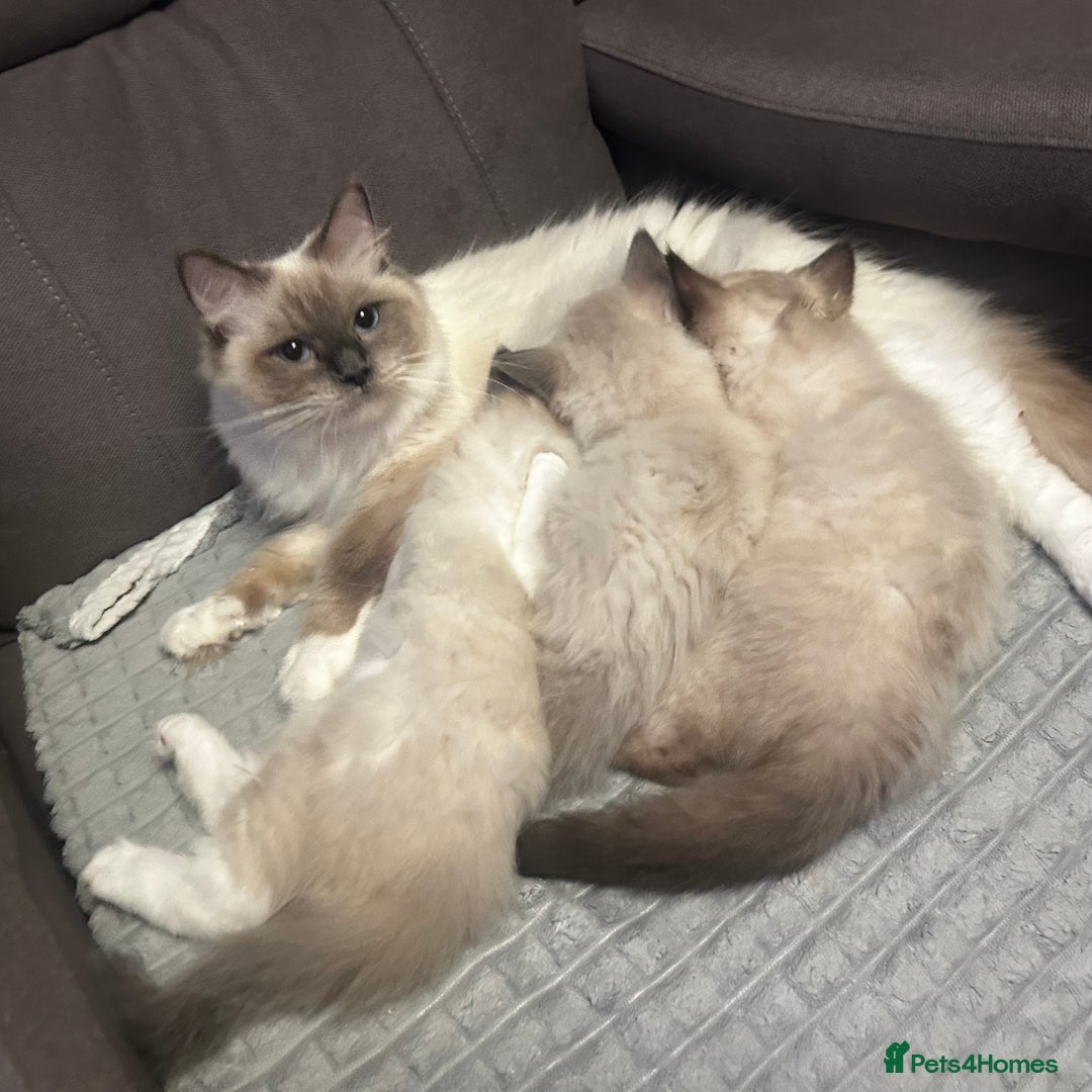 Ragdoll cats for sale: 😻Beautiful Purebred Ragdoll kittens 😻 - Advert 5