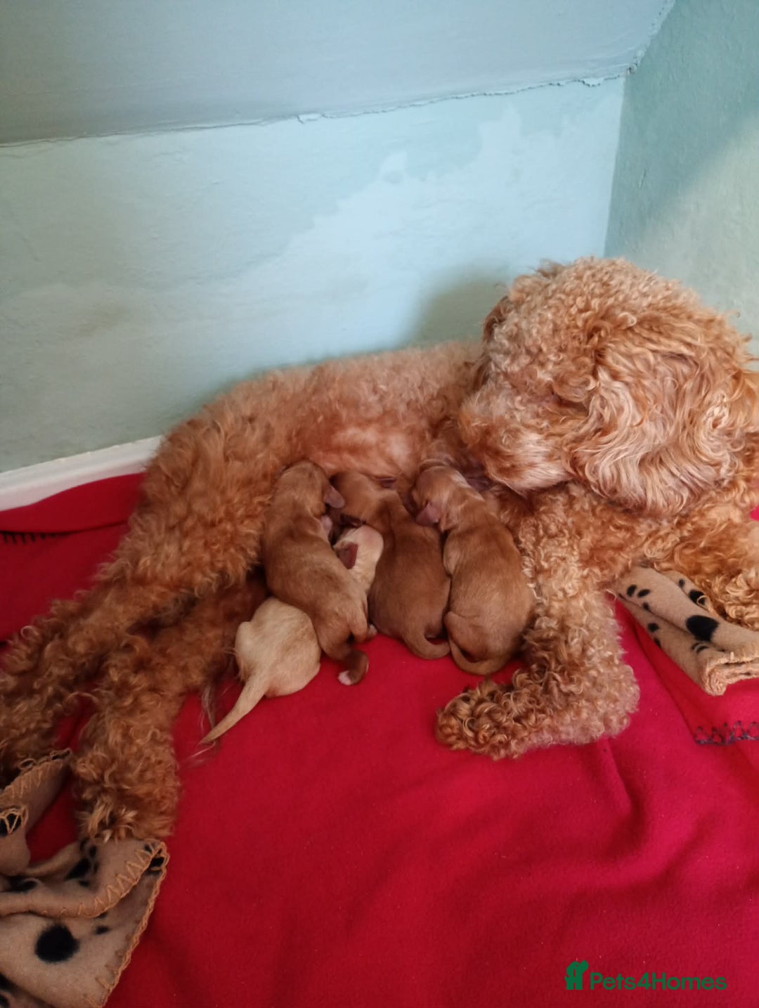 Cavapoo dogs for sale: Cavapoo puppies  - Advert 5