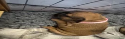 French Bulldog dogs for sale:  🐾 STUNNING KC REG FRENCH BULLDOG PUPPIES  in Livingston - Advert 17