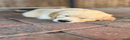Golden Retriever dogs for sale: Maple & Jasmine beautiful healthy chunky girls  in Doncaster - Advert 3
