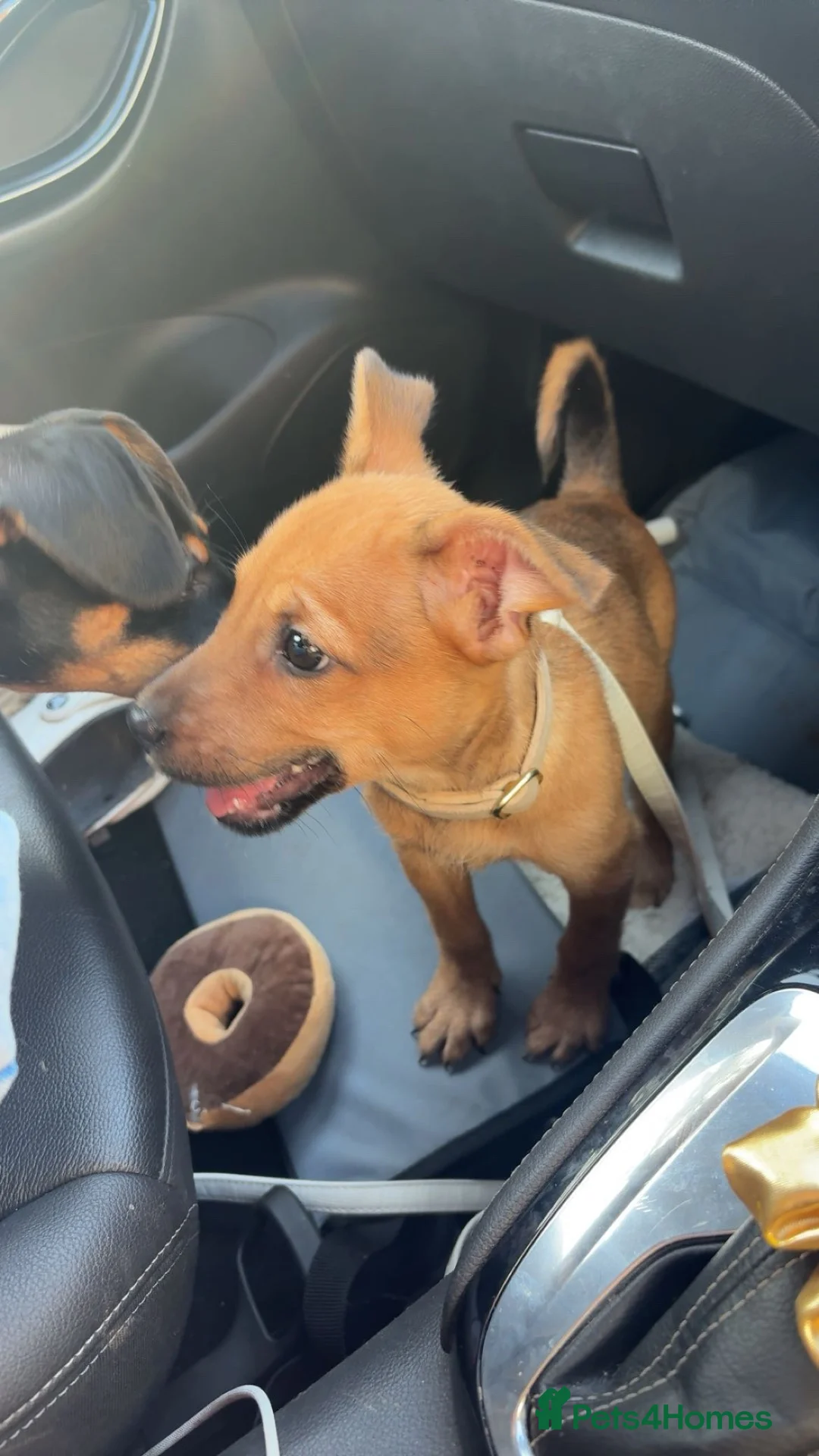 Mixed Breed dogs for sale: Jack Russel cross  in Maidstone - Advert 5