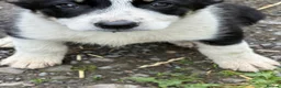 Border Collie dogs for sale: Border collie bitch - Advert 6