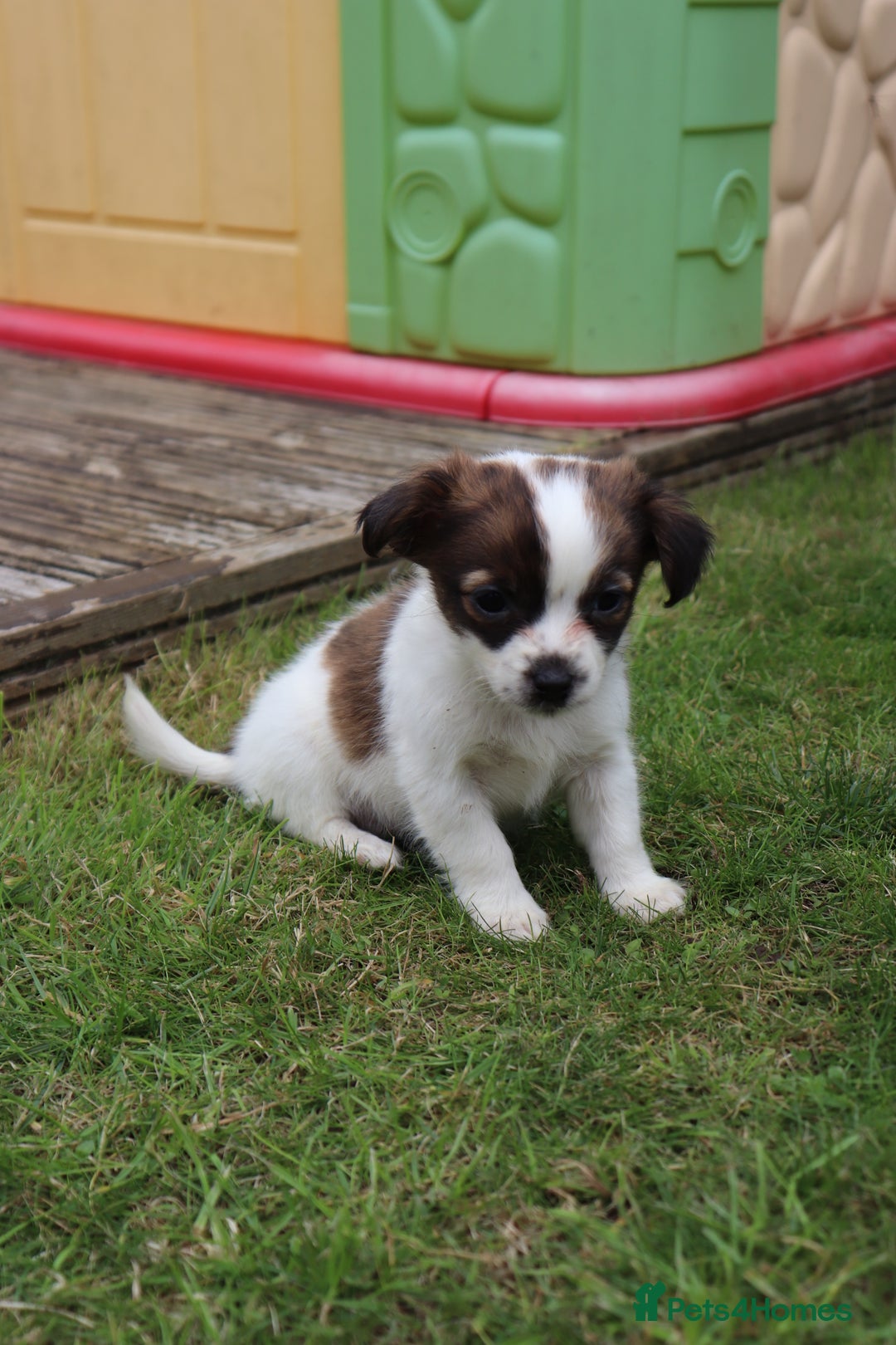 Jack Russell dogs for sale: Beautiful Jack Russell Puppies - Image 8