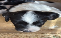 English Springer Spaniel dogs for sale: Working English Springer Spaniel puppies - Image 5