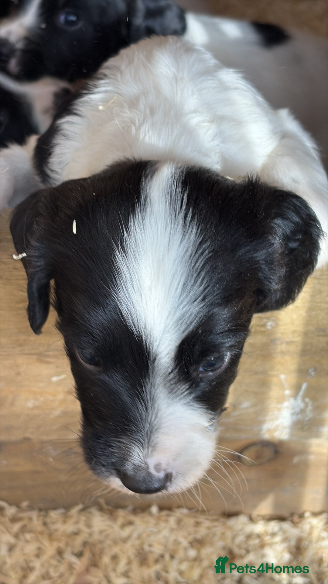 English Springer Spaniel dogs for sale: Working English Springer Spaniel puppies - Image 5