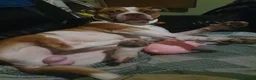Mixed Breed dogs for sale: Paddy in Leeds - Advert 6