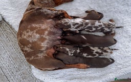 Miniature Dachshund dogs for sale: Of 5 purebred Miniature Dachshund - Image 8