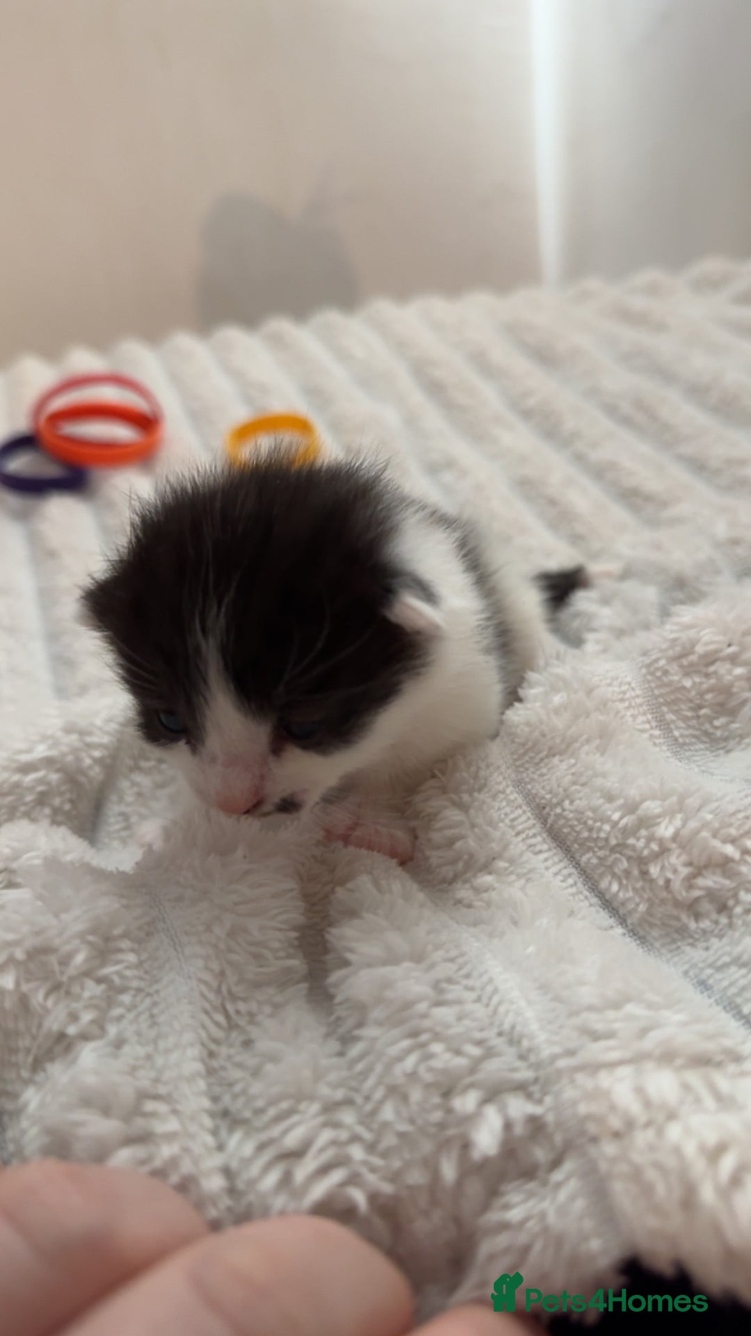 British Longhair cats for sale: Black and white long hair kittens for sale - Advert 9