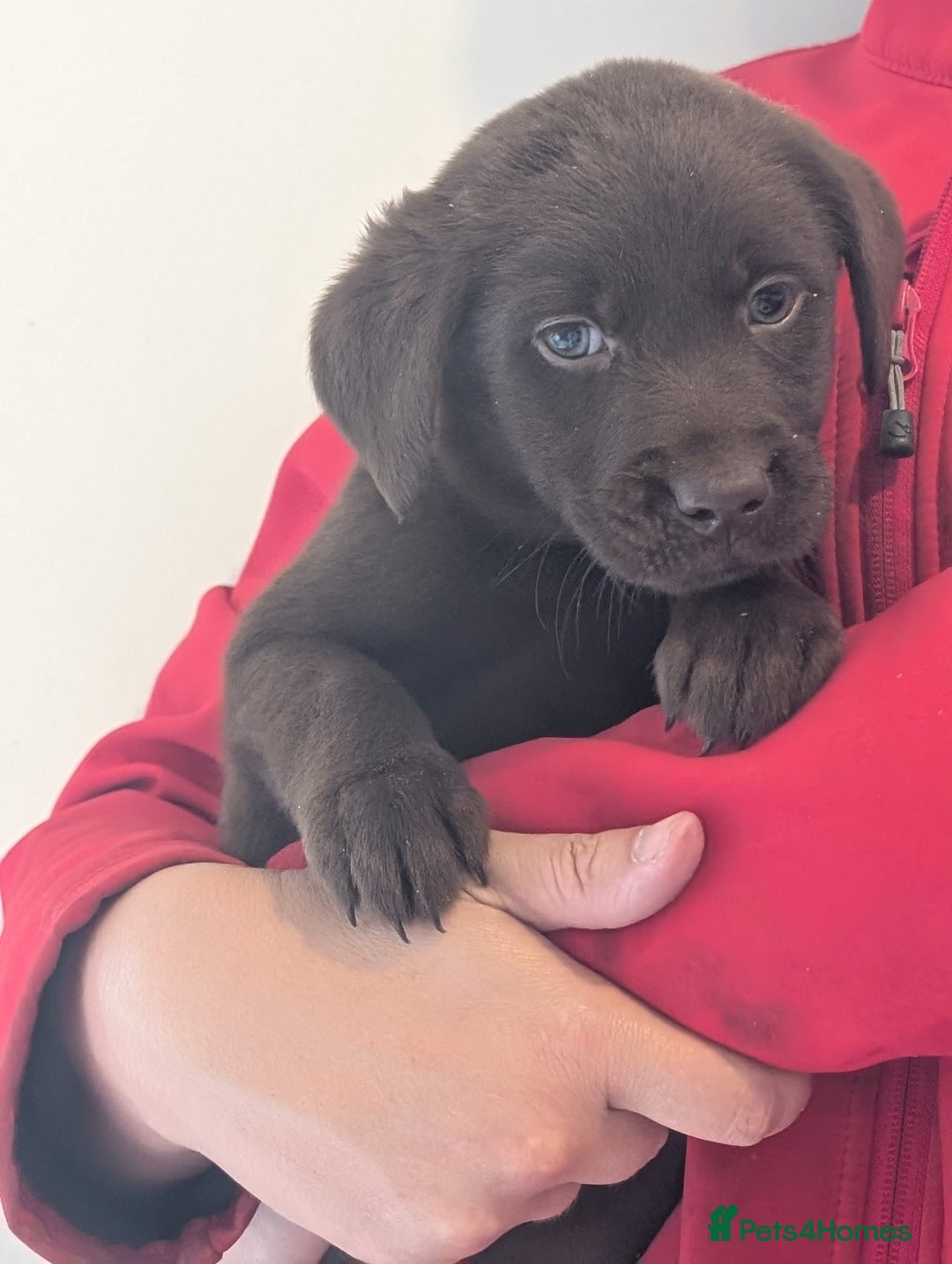 Labrador Retriever dogs for sale: Working Line Chocolate Labrador puppies  - Image 14