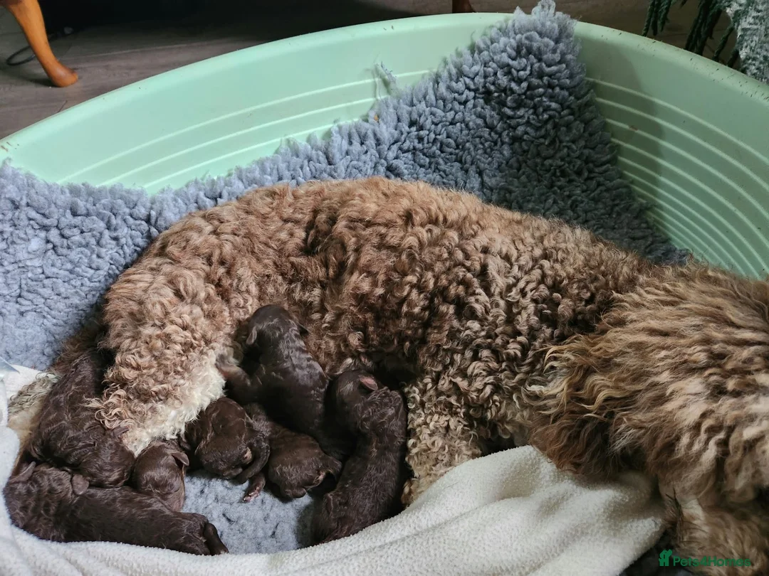Cavapoo dogs for sale: Lovely health tested Cavapoo pups  - Advert 2