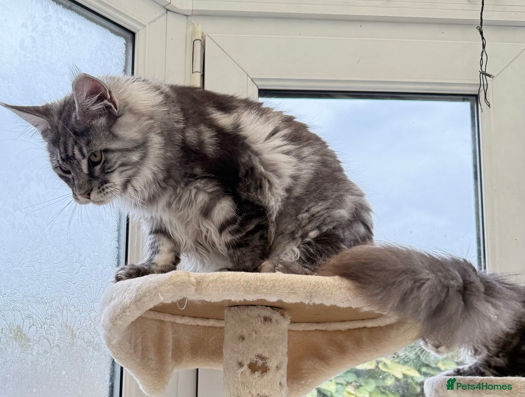 Maine Coon cats for sale: WE MAY SELL ACTIVE Top quality Maine coon kittens - Advert 27