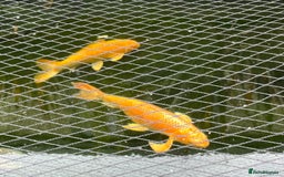 Koi Carp fish for sale: Koi carp - Image 2