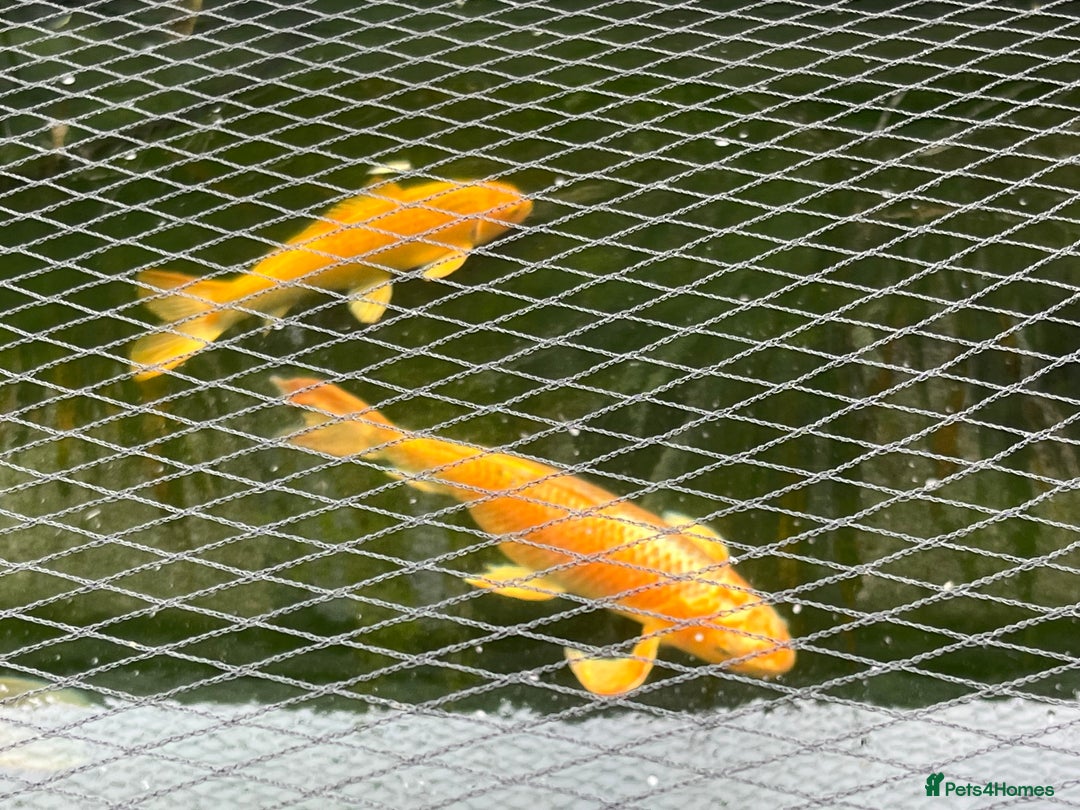 Koi Carp fish for sale: Koi carp - Image 2